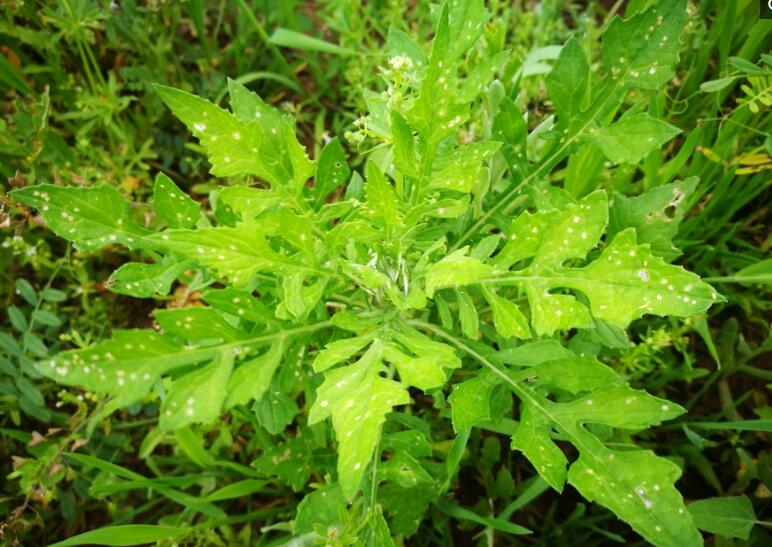 乡间的一种野生牧草，名叫泥胡菜，又名猪兜菜，您可认识